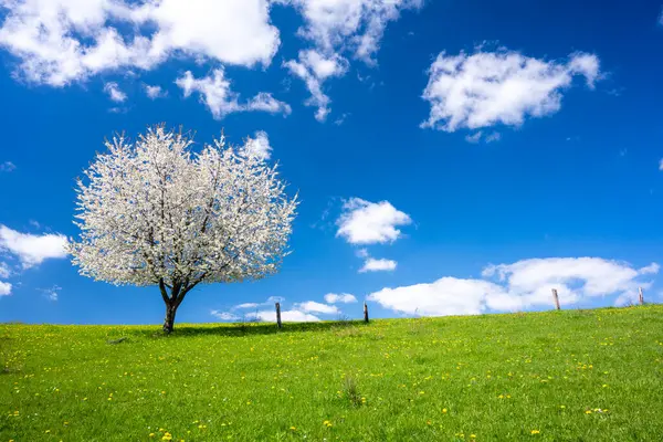 在阳光明媚的春天的草地上 一棵孤独的花树 免版税图库图片