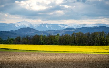 Bahar boyunca kanola tarlalarıyla karlı dev dağların manzarası