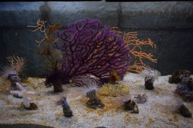 Coral and underwater plants in the aquarium.