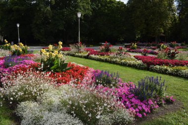 Flowerbeds of different blooming flowers in the park.