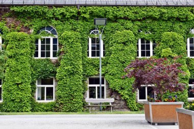 A house covered with green plants.