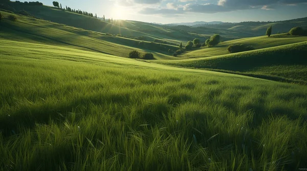 Beautiful Landscape Field Green Grass — Stock Photo, Image