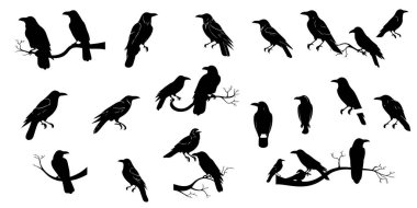 Kuşların siluet vektör kümesi. Beyaz arka planda izole edilmiş karga siluetleri. vektör illüstrasyonu