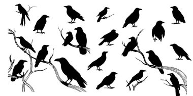 Kuşların siluet vektör kümesi. Beyaz arka planda izole edilmiş karga siluetleri. vektör illüstrasyonu