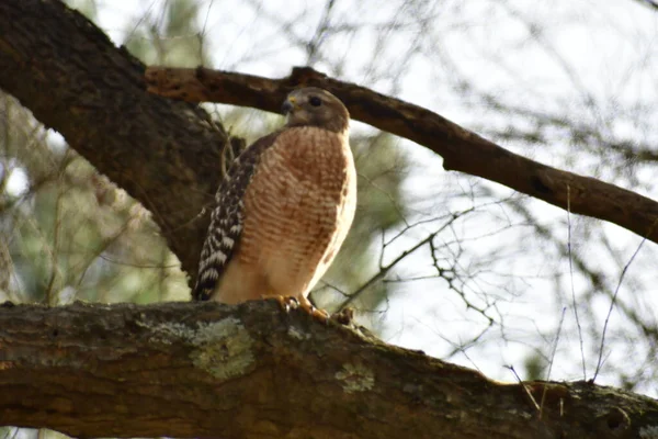 a closeup shot of a red tail hawk 
