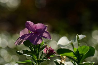 Bahçedeki güzel çiçekler, mor bir çiçeğe odaklanmış güneş ışığıyla bokeh.