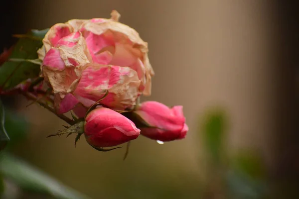 Bahçedeki gül çiçeklerini yağmurda kapat.