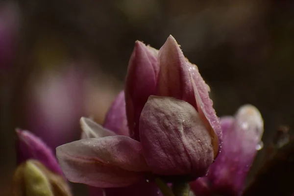 Bahar manolyasında pembe ve mor lale çiçek açar. 