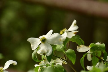 Bahçedeki güzel beyaz köpek ağacı çiçekleri