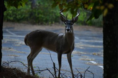 a closeup shot of a deer in the forest church parking.  