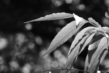 Black and white leaves bokeh in the summer 