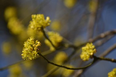 Close up on a yellow oak tree flower in the spring