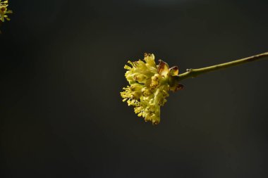 Close up on a yellow oak tree flower in the spring with a natural black background