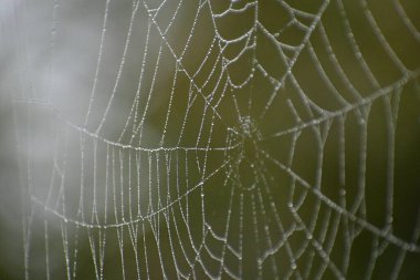 a close up of a spider web with dew drops with a green background