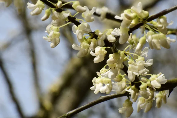 White Oklahoma rosebud flower close up