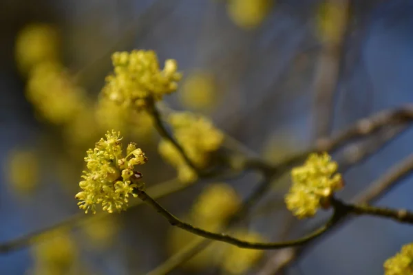 Close up on a yellow oak tree flower in the spring
