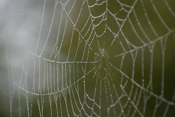 a close up of a spider web with dew drops with a green background