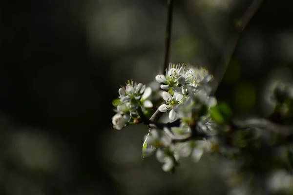 Квітучі Білі Квіти Весняній Ялинці — стокове фото