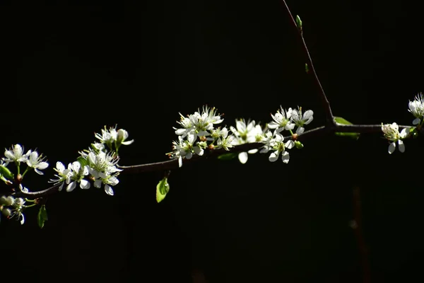 Цветущие Белые Цветы Весеннем Дереве — стоковое фото