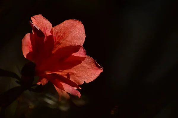 아름다운 식물학적 사진작은 아젤리아 — 스톡 사진