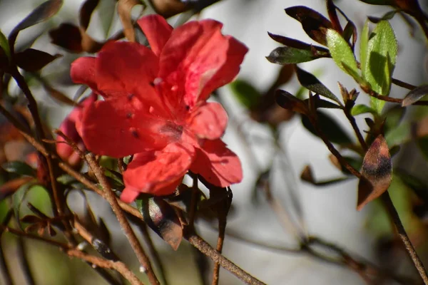 Piękne Botaniczne Ujęcie Małej Azalii Naturalna Tapeta — Zdjęcie stockowe
