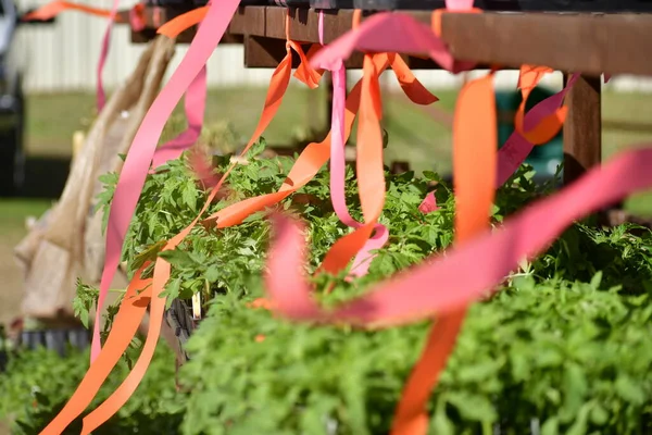 Yem dükkanındaki bahçe bitkileri.