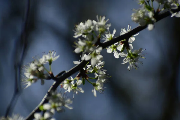 Ein Wilder Birnbaum Blüht Frühlingssonnenlicht — Stockfoto