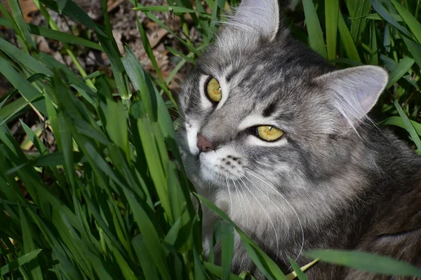 Красивая Серая Кошка Сидит Зеленой Траве — стоковое фото