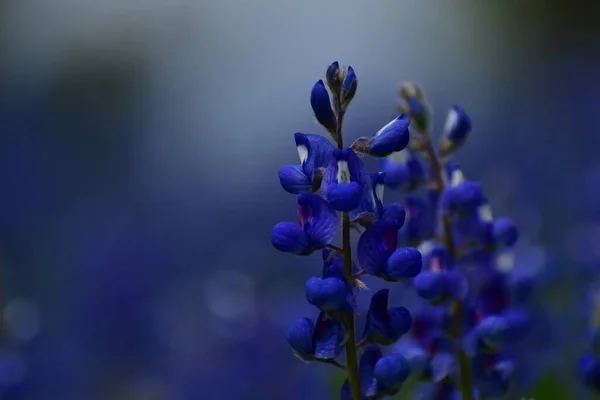 beautiful blue bonnet flowers in the garden
