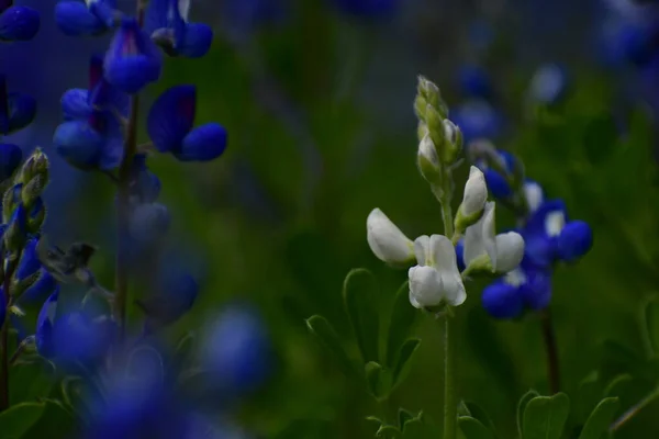 Gyönyörű Tavaszi Virágok Szelektív Fókusz Fehér Kék Motorháztető — Stock Fotó