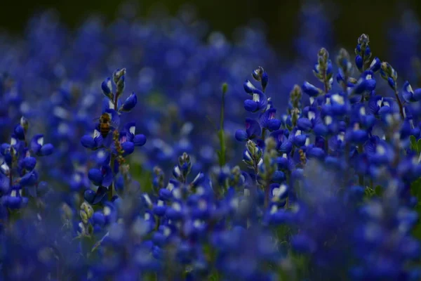 Blue bonnets in a thick grouping, Lupinus argenteus