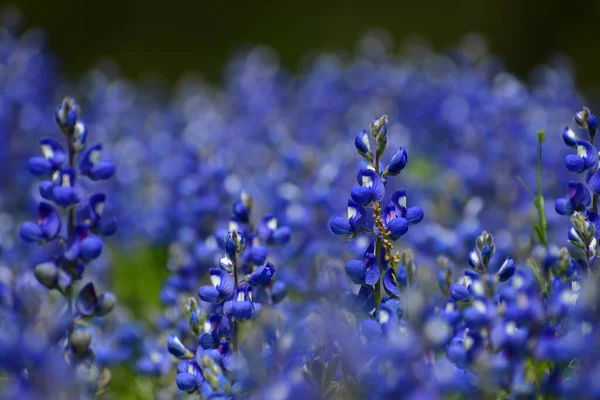 beautiful blue bonnet flowers in the garden