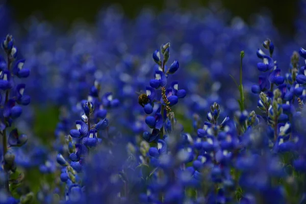 Blue bonnets in a thick grouping, Lupinus argenteus