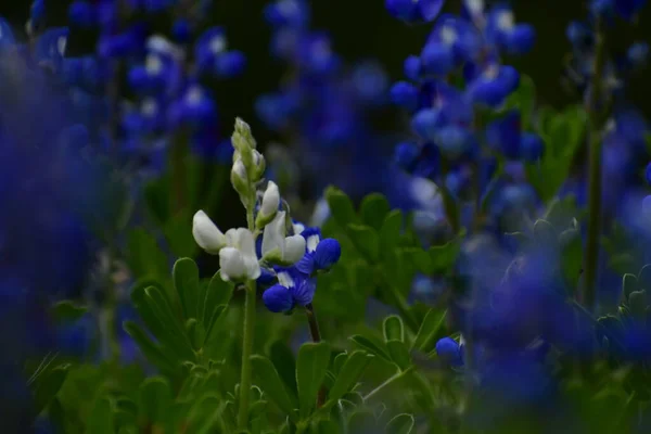 beautiful spring flowers, selective focus on a white blue bonnet