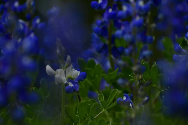 美しい春の花 白い青いボンネットに焦点を当て — ストック写真