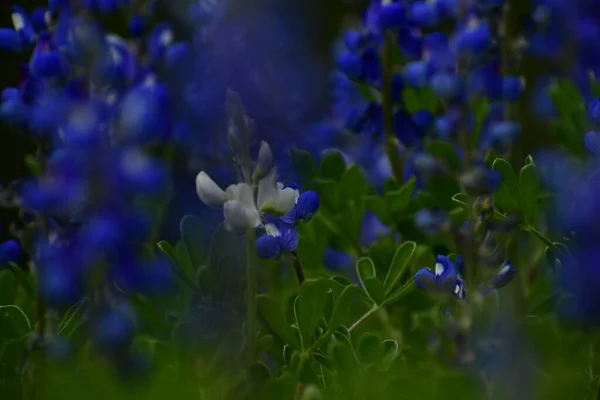 Beautiful Spring Flowers Selective Focus White Blue Bonnet — Stock Photo, Image