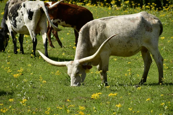 Kráva Dlouhým Rohem Pastvině — Stock fotografie