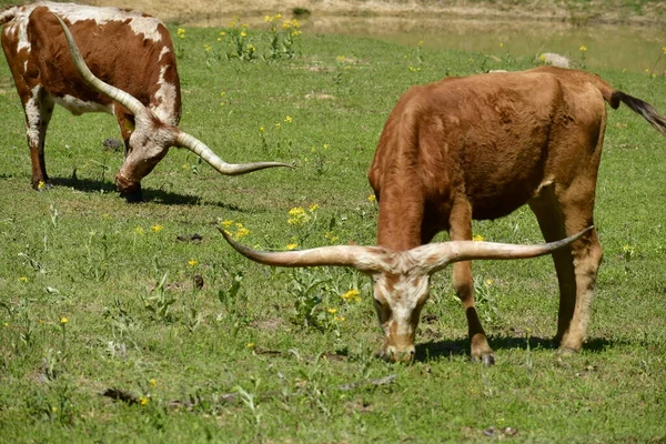 Μια Μακρόστενη Αγελάδα Στο Βοσκότοπο — Φωτογραφία Αρχείου