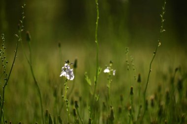 Yeşil çimenler ve güneş ışığında yabani çiçekler.