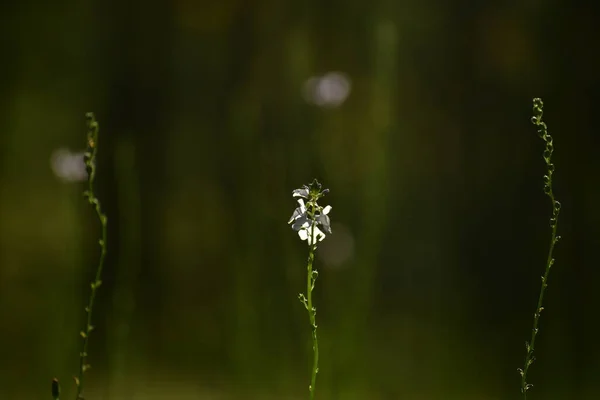 Зеленая Трава Дикие Цветы Солнечном Свете — стоковое фото