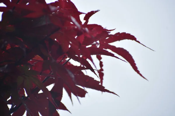 Ανοιξιάτικο Κόκκινο Σφενδάμι Φύλλα Στο Κρύο Λευκό Ουρανό Τέξας Άνοιξη — Φωτογραφία Αρχείου