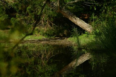 Suyun üzerinde sabah yansımaları