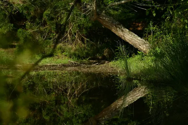 Suyun üzerinde sabah yansımaları