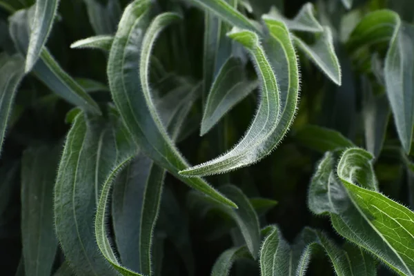Bir yaz gününde açık yeşil uzun yapraklar kapanıyor.