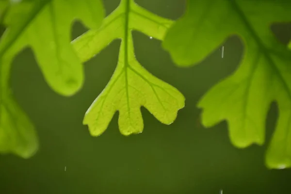 Młody Dąb Liść Zielonymi Liśćmi Deszczu — Zdjęcie stockowe