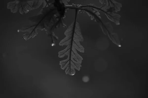 Yağmurlu Bir Günde Meşe Yaprakları — Stok fotoğraf
