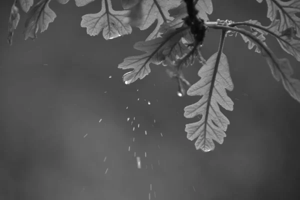 Young Oak Leaves Rain — Stock Photo, Image