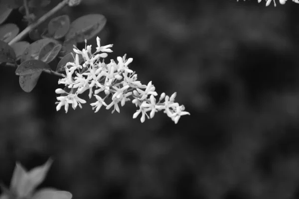 Cluster Flores Brancas Parque — Fotografia de Stock