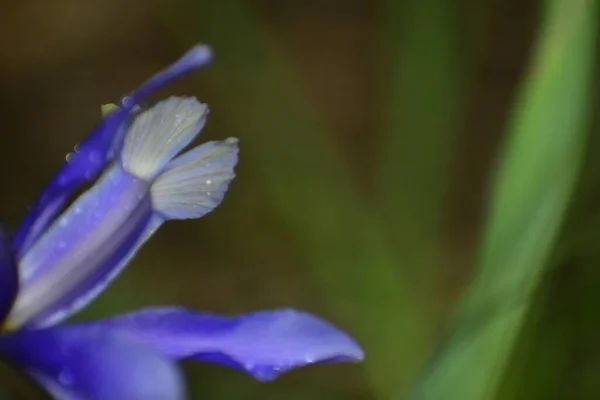 Beautiful Iris Flower Garden Close — Stock Photo, Image
