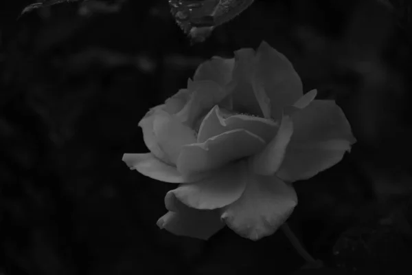 Trandafir Galben Deschide Încet Monocrom — Fotografie, imagine de stoc